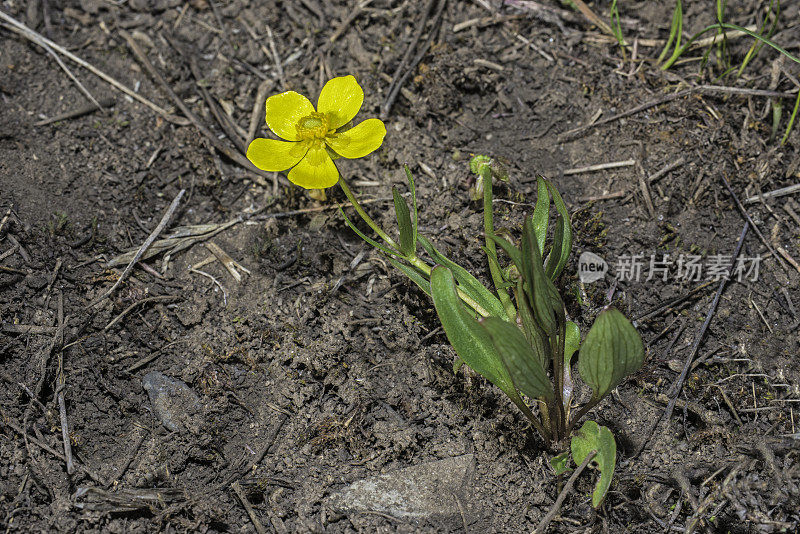 毛毛茛(Ranunculus glaberrimus)是山艾草毛茛科的一种开花植物，在早春生长在黄石国家公园